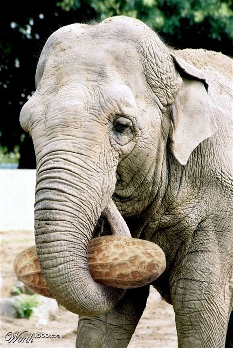 Do elephants eat peanuts. Things To Know About Do elephants eat peanuts. 